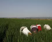 Tech Giants and AI Farming Tools 'Playing with Global Food System', Warns Thinktank