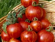 Top 10 Easy-to-Grow Fruits and Vegetables for a Bountiful Harvest