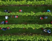 UK Wine Production Soars in 2025 with Record Harvest and Quality