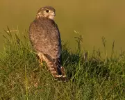 UK's Merlin Among 200 Species at Risk of Extinction in 20-Year Climate Window