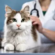 Vet Prescription Fees Capped at £21 in England's Biggest Reforms for a Generation