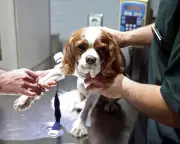 Veterinary Care Crisis: Rising Costs and Corporate Takeovers Threaten Pet Owners