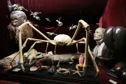 Viktor Wynd Museum of Curiosities: London's Weirdest Tourist Attraction