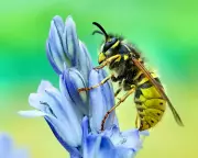 Why We Should Appreciate Wasps, Sharks and Other 'Villain' Animals