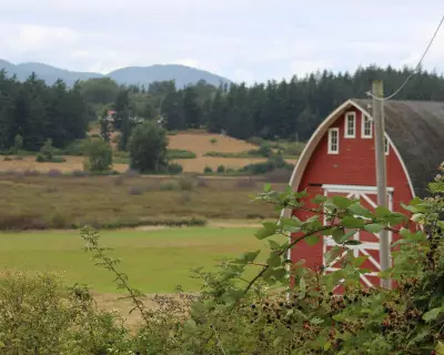 21 Dead Dogs Found on Washington Island Spark Horror Movie Comparisons