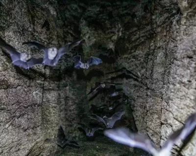 Bat Guano Research in Mozambique's Gorongosa Park Reveals Ecosystem Secrets
