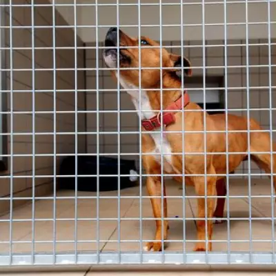 Battersea Issues Health Warning Over 'Cute' Pets with Extreme Features