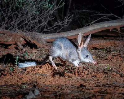 Bilby Breeding Boom: Population Soars to 1,840 in NSW Conservation Success