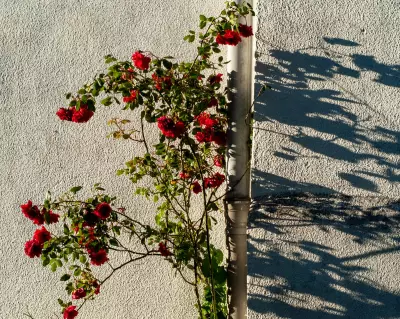 Bringing Japanese Art of Ma into My Garden: Shadows and Light