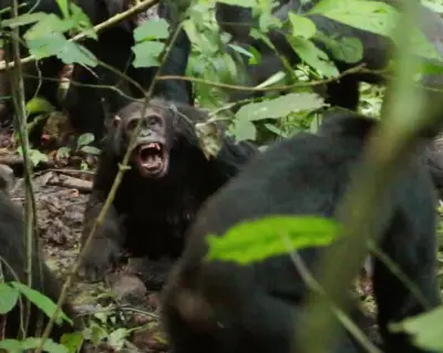 Chimpanzee Civil War: First Recorded Case of In-Group Violence in Uganda