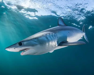 Could Great White Sharks Return to UK Waters as North Sea Warms?