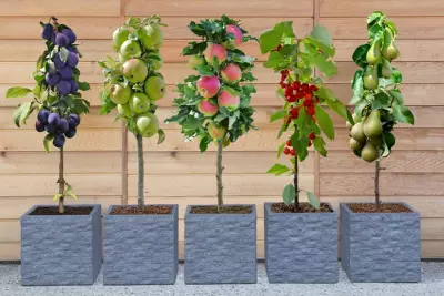 Dwarf Fruit Trees for £6.99: 53% Off Patio Plants at Wowcher