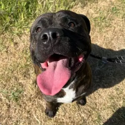 East London Man Banned from Owning Animals After Kicking Dog in Head