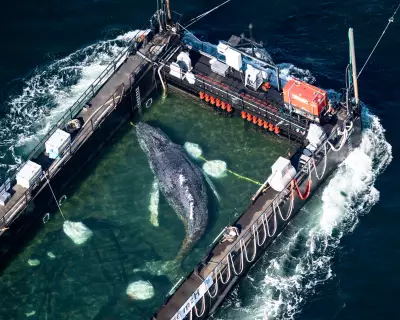 Experts Criticize Rescue of Stranded Whale Timmy as Inadvisable