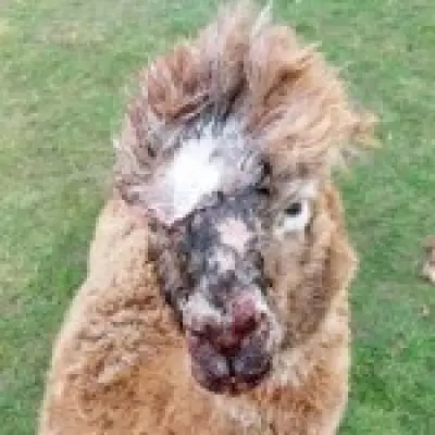 Four Alpacas Killed in Rottweiler Attack on Cambridgeshire Farm