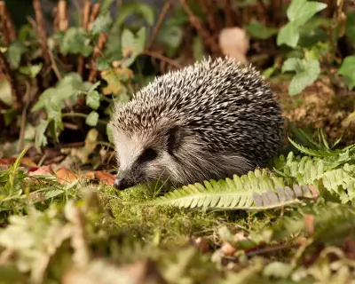 German Mayors Demand Night Ban on Robot Lawnmowers to Save Hedgehogs