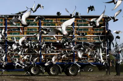 Global Snapshot: From Pigeon Racing in Yorkshire to Tokyo Go-Karts