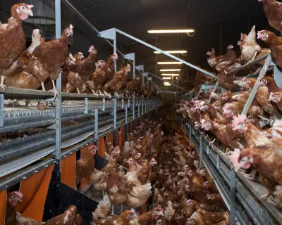 Government's Industrial Chicken Farm Plan Faces Criticism Over Sustainability