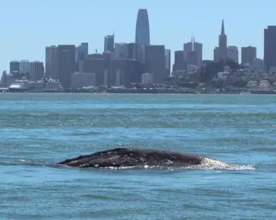 Gray Whale Deaths Surge in San Francisco Bay Due to Vessel Collisions