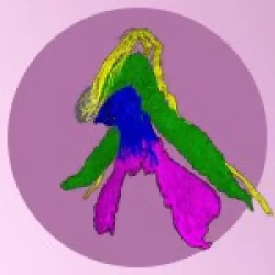 Groundbreaking 3D Map of Clitoris Reveals Unprecedented Detail