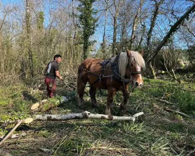 Heavy Horses Replace Machines in Sustainable Dorset Logging Operation