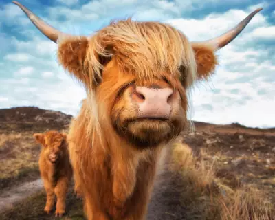 Highland Cows Forced Into Hiding After Social Media Frenzy in Kent