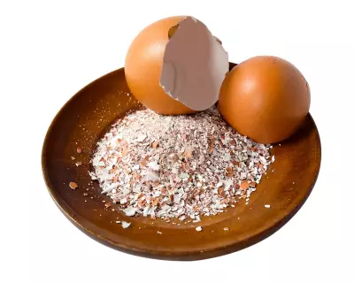 Houseplant Hacks: Do Eggshells Deter Fungus Gnats? The Truth Revealed