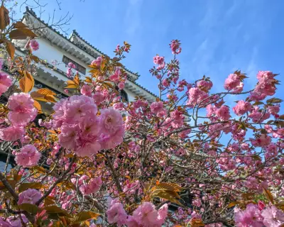 Japan's Cherry Blossoms Bloom Earlier as Climate Crisis Alters Spring's Rhythm