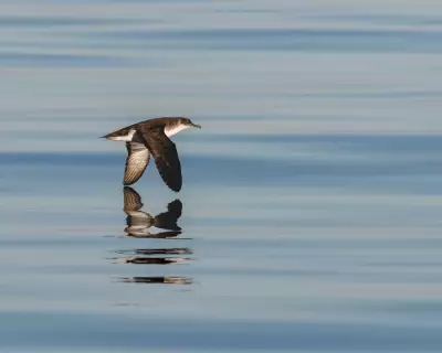 Manx Shearwaters Return to Isle of Man After Epic 10,000km Migration