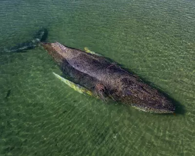 Millionaires Fund Desperate Rescue for Stranded Humpback Whale in Germany