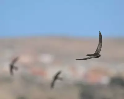 Network Rail Criticized for Blocking Bird Nesting Sites in Perthshire and Derbyshire