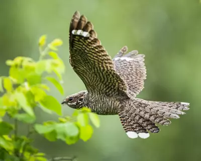 New Book Reveals Hidden World of Female Birdsong, Challenging Centuries of Assumptions
