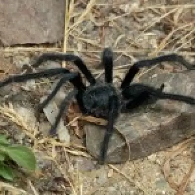 New Tarantula Genus Discovered, Named for Giant Male Genitalia