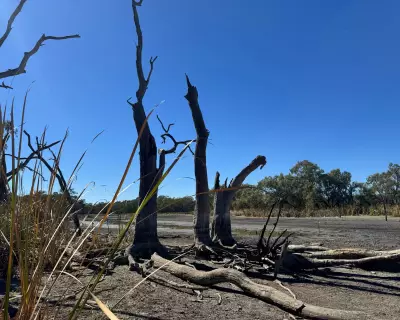 NSW Water Agency Criticized for Halting Flows, Leaving Hundreds of Turtles to Die