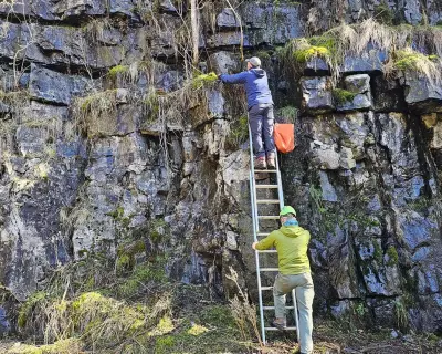 Rare Rock Whitebeam Trees Planted on Precarious Quarry Ledges in Teesdale