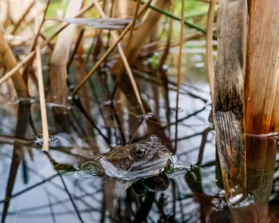 Readers Rally Against Paving Over Gardens for Nature's Sake
