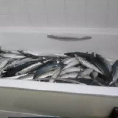 Ready Meal Chef Stored Mackerel in Bathroom, Inches from Toilet