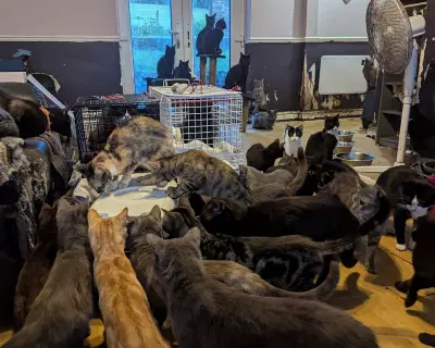 RSPCA Reports Surge in Mass Animal Rescues Driven by Cost of Living and Mental Health Crises