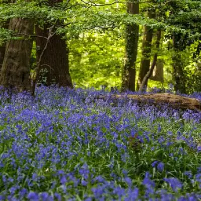 Secret North London Woodland Transforms into Bluebell Wonderland Each Spring