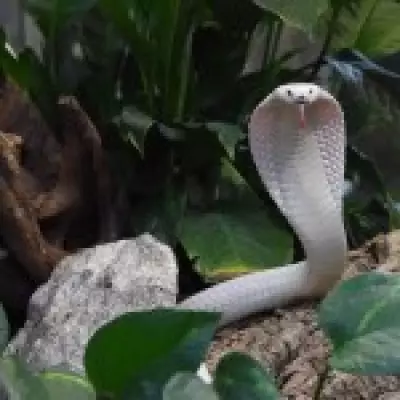 Tourist Dies After Cobra Bites Him During Snake Charmer Show in Egypt