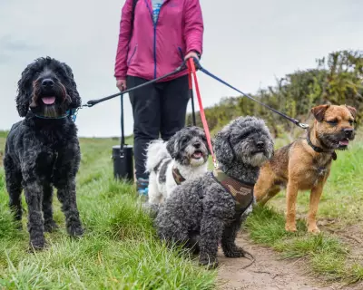 UK Considers Ban on Over-the-Counter Pet Flea Treatments to Protect Wildlife