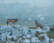 18 Wolves Found Dead in Italian National Park in Suspected Poisoning Spree