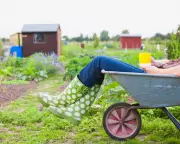 Allotments: Escaping Chaos, Finding Vendettas Over Gravel