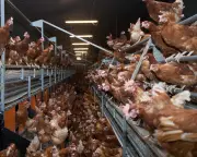 Ammonia Pollution Hotspots Linked to Intensive Livestock Farms in UK