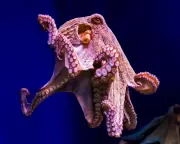 Amputee Octopuses: Scientific Breakthrough or Ethical Dilemma?