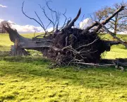 Ancient Lime Tree's Sudden Fall Redefines Shropshire Landscape After Centuries