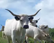 Ancient White Park Cattle Declared 'Priority' At-Risk Breed in UK Conservation Alert