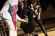Anton the Poodle Makes History with Back-to-Back Win at Sydney Royal Easter Show