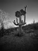 Arizona Teacher Captures Rare 'Preaching' Cactus on iPhone in Desert Run
