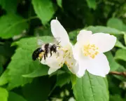 Ashy Mining Bees: Solitary Yet Social Spring Pollinators in Hampshire